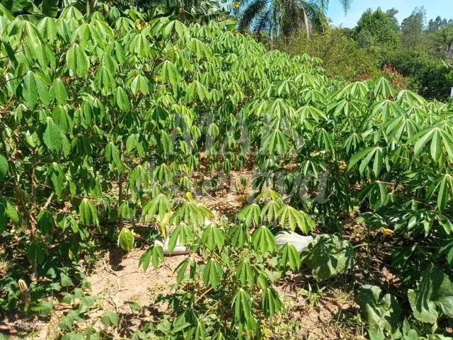 Sitio para venda de 2.400m² em São Sebastião do Cai/RS. 