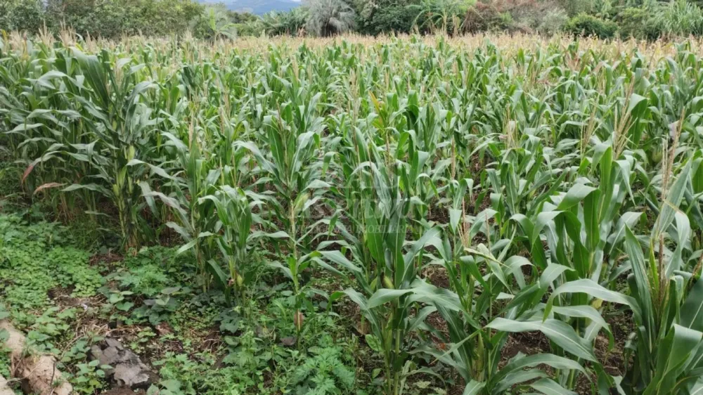 Chácara para venda em Santo Antônio da Patrulha Roça Grande