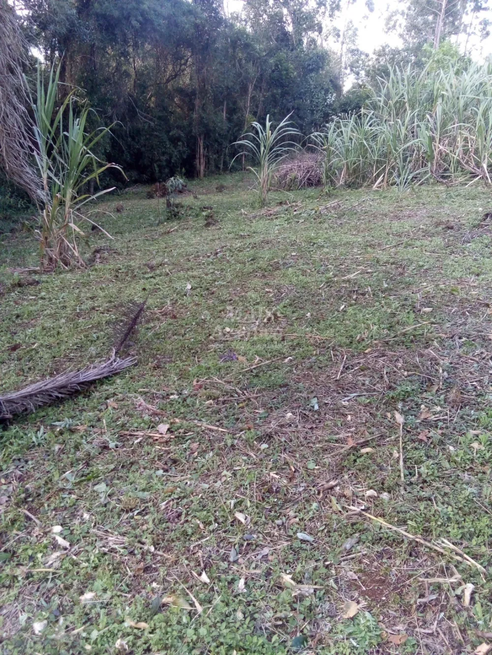 Chácara para venda em Rolante (8.000m²)