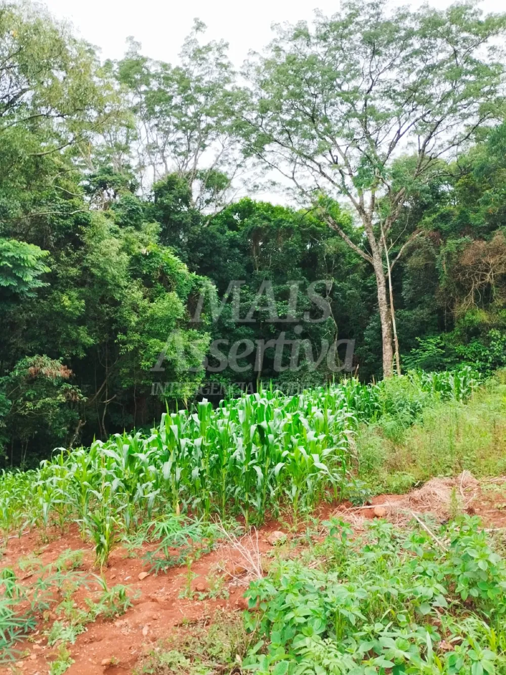 Sítio / Chácara para Venda no bairro Picada Verão em Sapiranga