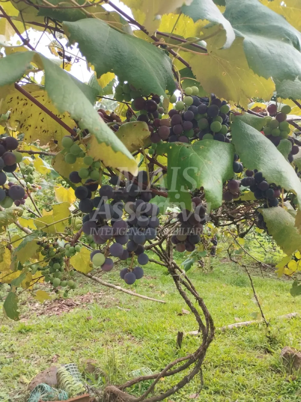 Sítio / Chácara para Venda no bairro Picada Verão em Sapiranga