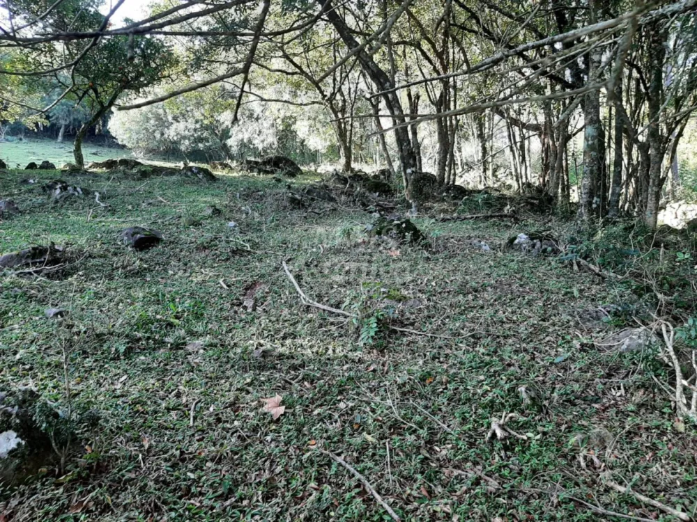 Área de 10 hectares para venda em São Francisco de Paula 
