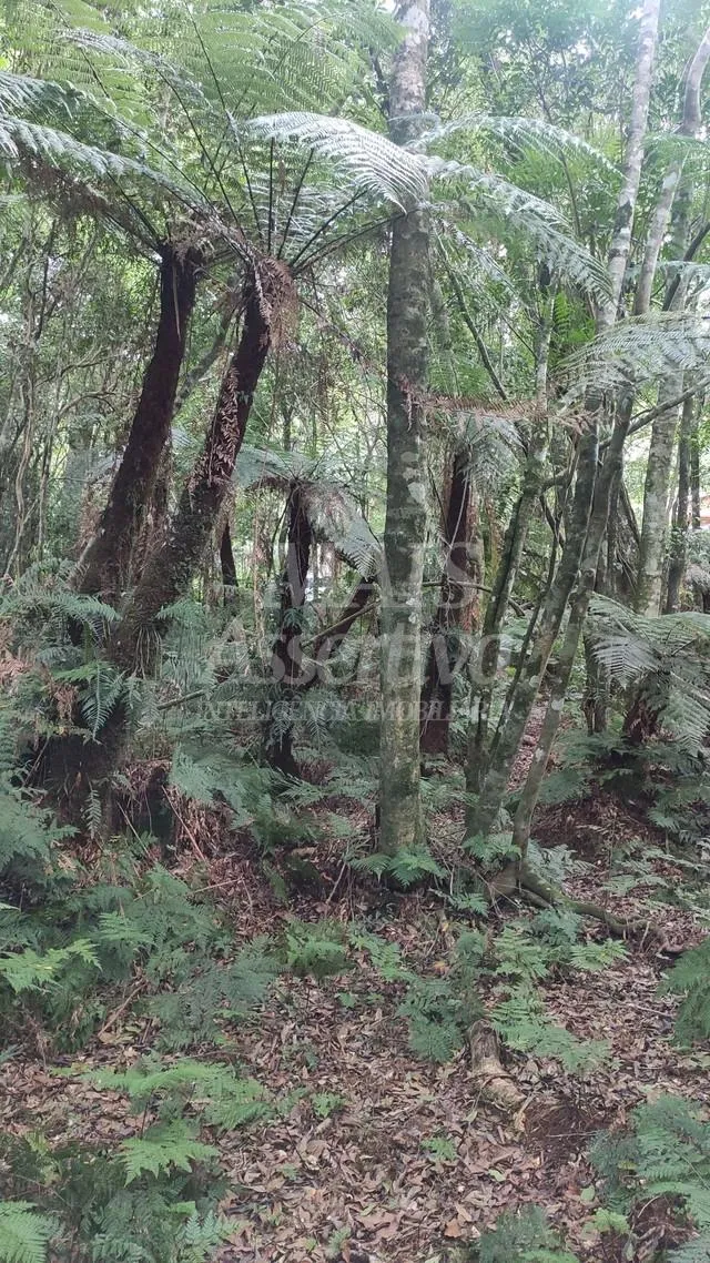 Terreno para venda loteamento colinas, são francisco de paula - 600m² 