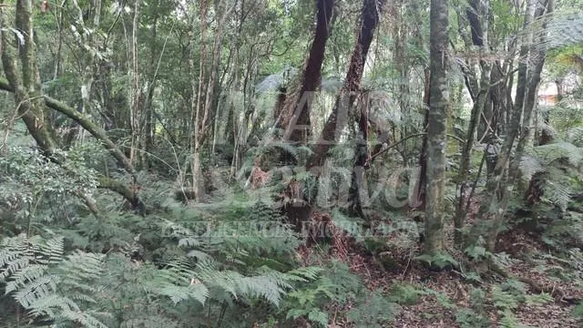 Terreno para venda loteamento colinas, são francisco de paula - 600m² 