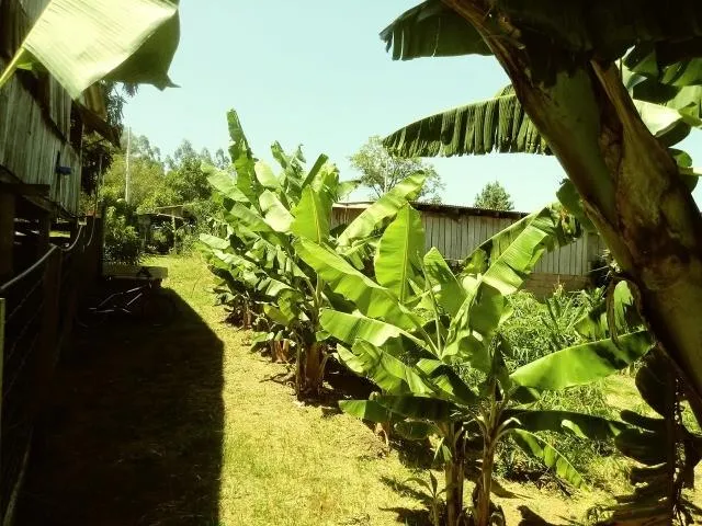 Chácara para Venda em Taquara / RS no bairro Fazenda Fialho