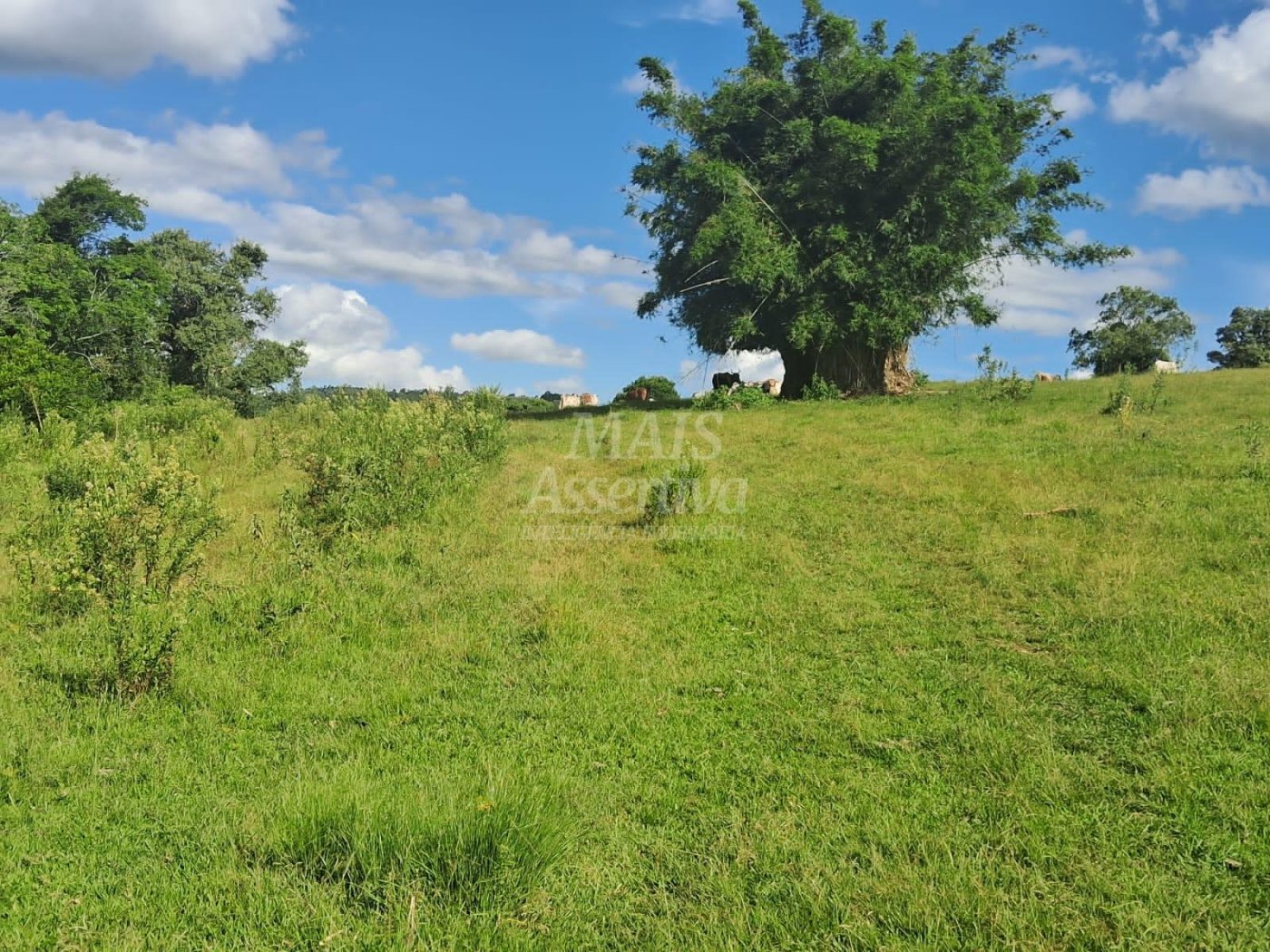 Terreno, 57 hectares - Foto 16