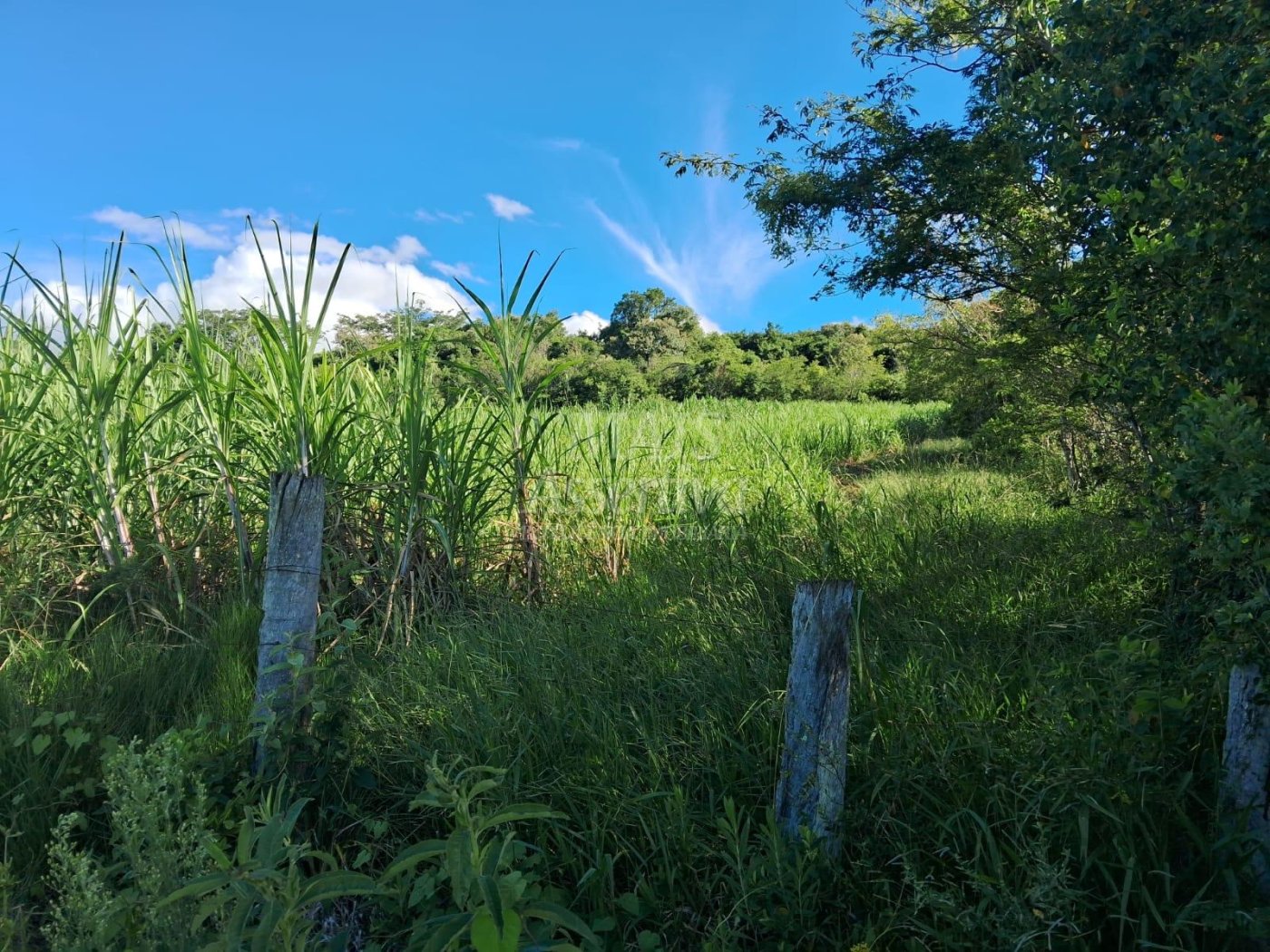 Terreno, 57 hectares - Foto 3