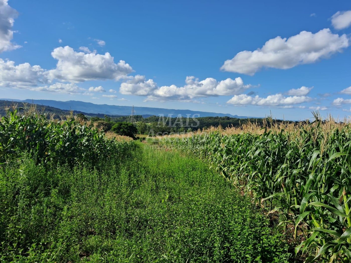 Terreno, 57 hectares - Foto 4