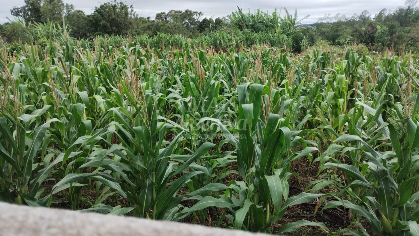 Chácara para venda em Santo Antônio da Patrulha Roça Grande