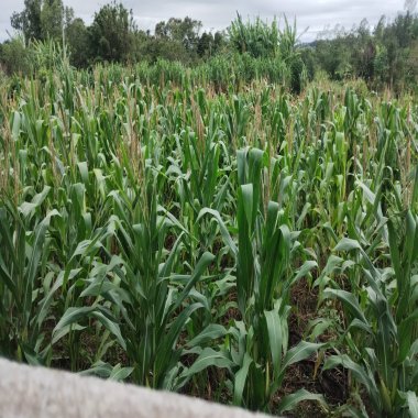 Chácara para venda em Santo Antônio da Patrulha Roça Grande