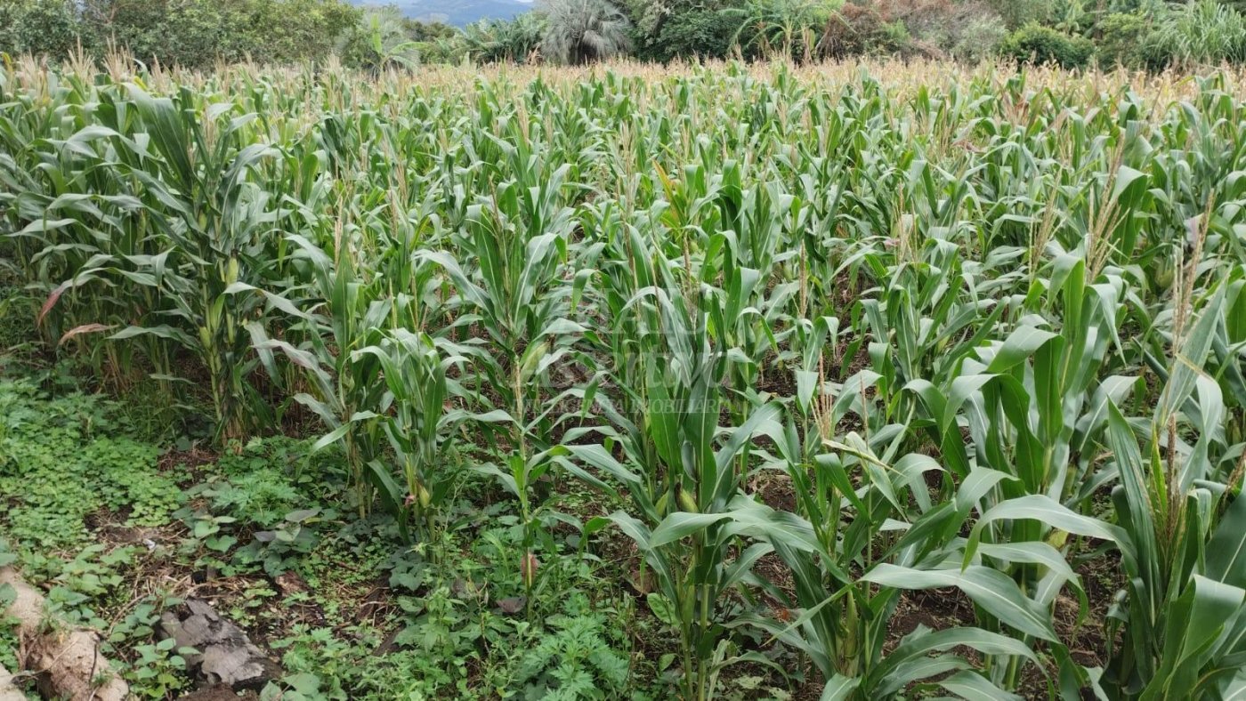 Chácara para venda em Santo Antônio da Patrulha Roça Grande