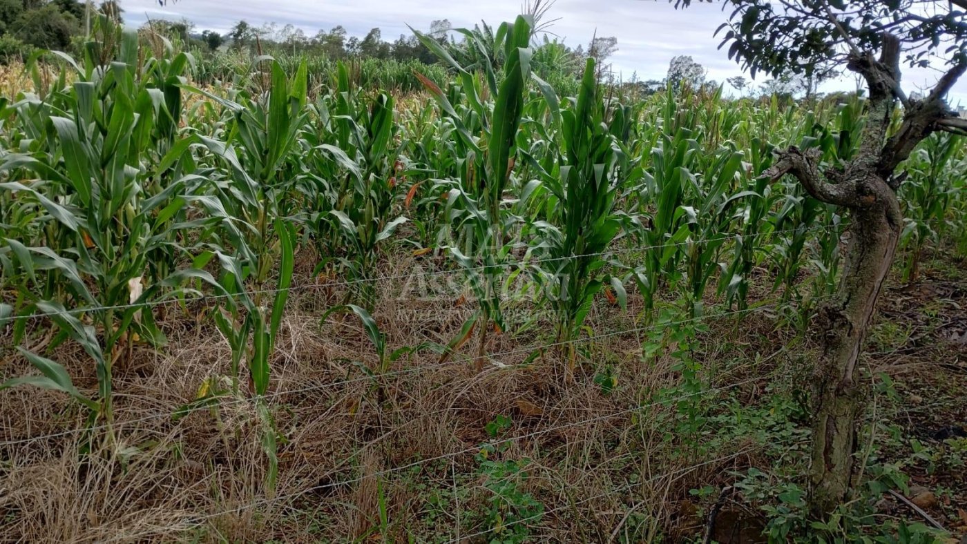 Chácara para venda em Santo Antônio da Patrulha Roça Grande