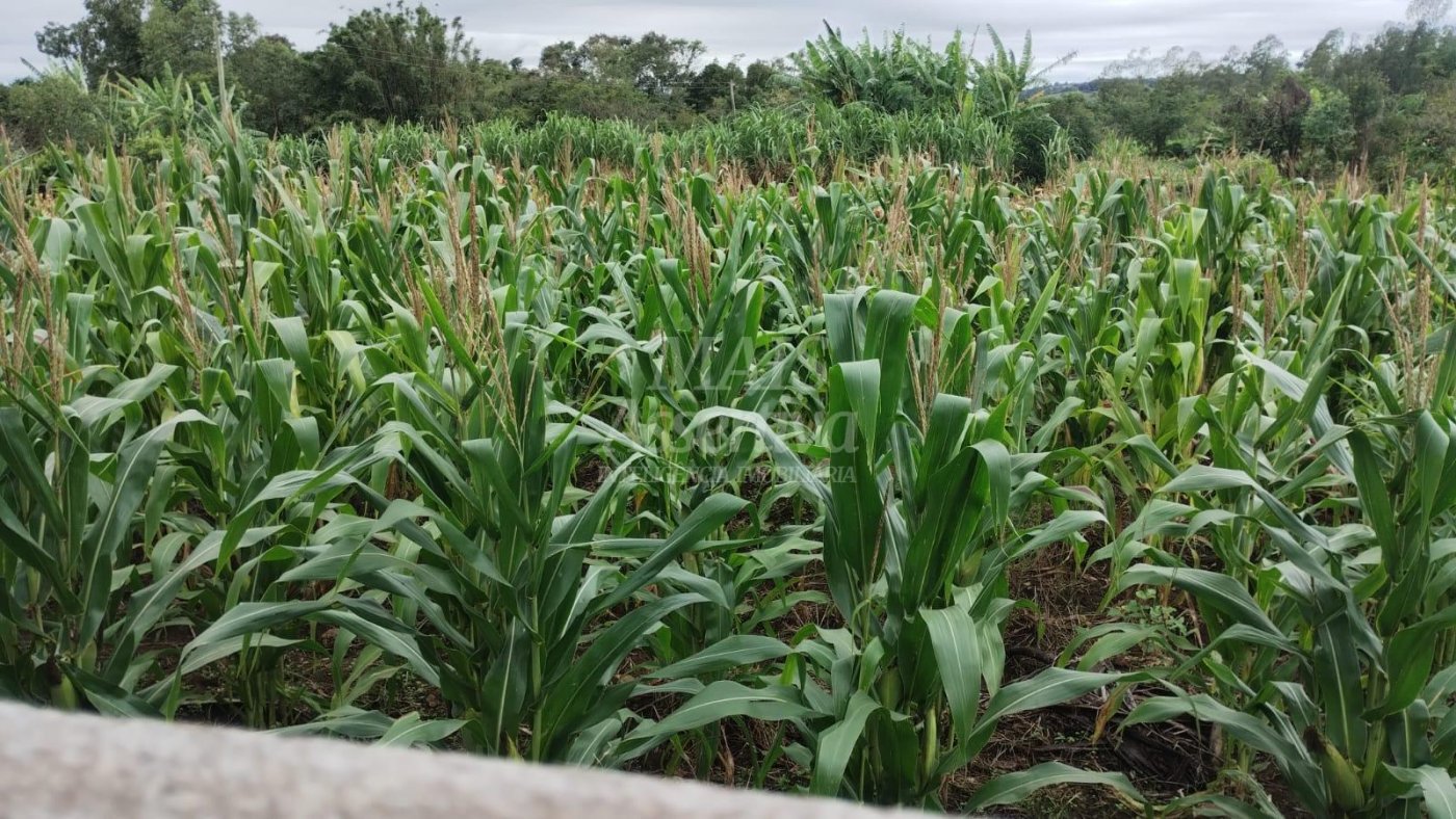 Chácara para venda em Santo Antônio da Patrulha Roça Grande