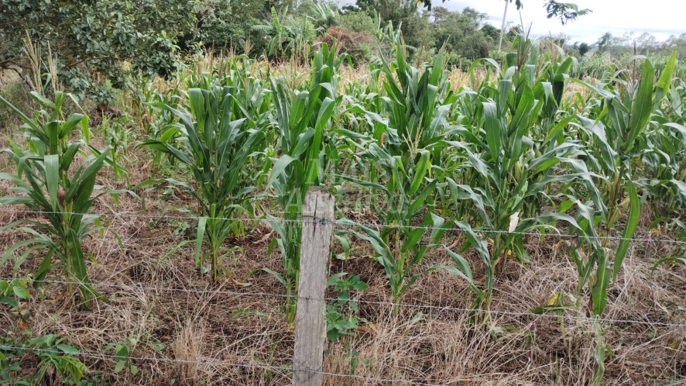 Chácara para venda em Santo Antônio da Patrulha Roça Grande