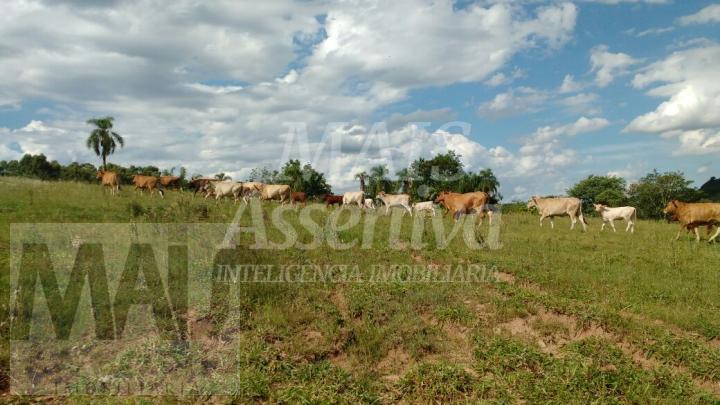 Excelente Chácara com 87 hectares para venda em Capela de Santana