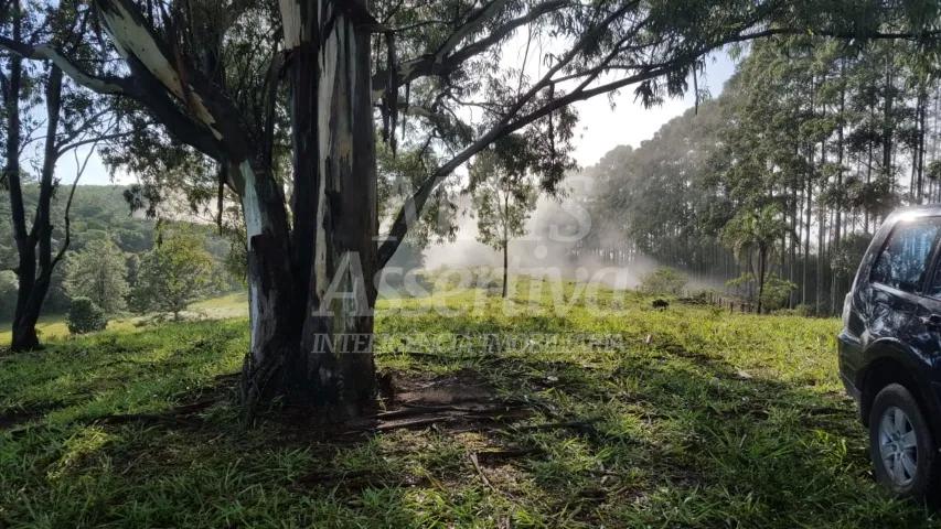 Excelente sítio para venda localizado no bairro Morungava em Gravataí/RS 