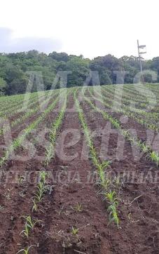 Excelente Sítio à venda em Aguapés, Osório/RS - 16 hectares
