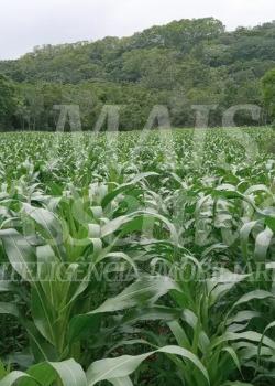 Excelente Sítio à venda em Aguapés, Osório/RS - 16 hectares