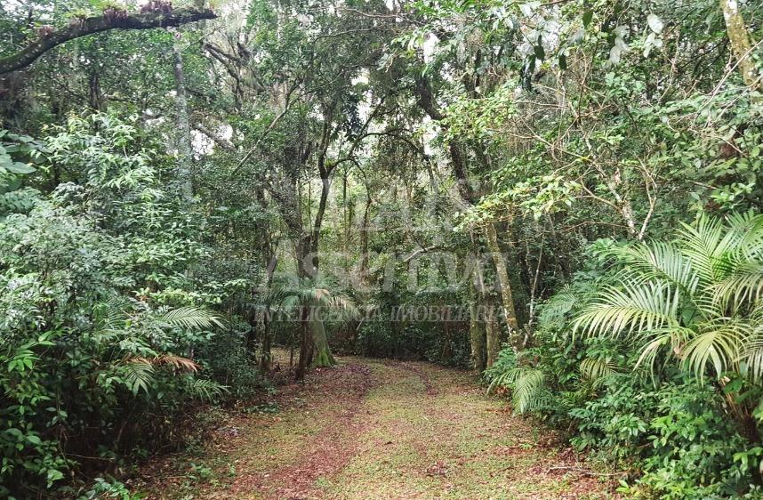 Sítio, 3 quartos, 3 hectares - Foto 3