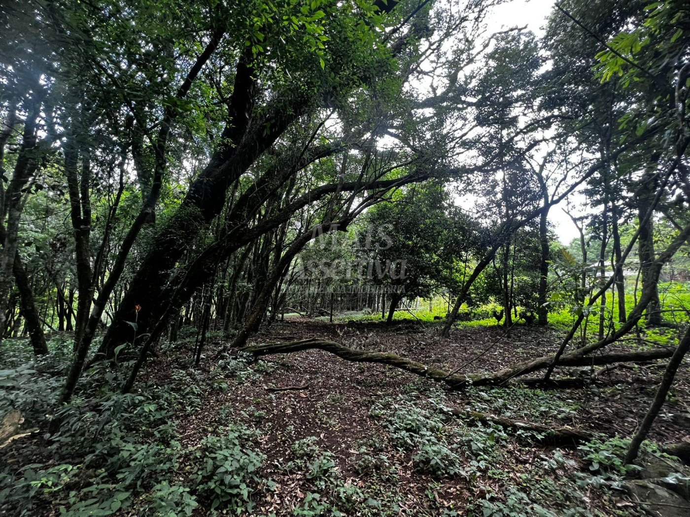 Chacara para venda em Campo Bom, Quatro Colônias Norte de 5.000m² 