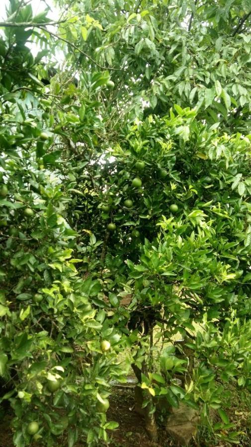Chácara para Venda em Taquara / RS no bairro Santa Cruz da Concórdia