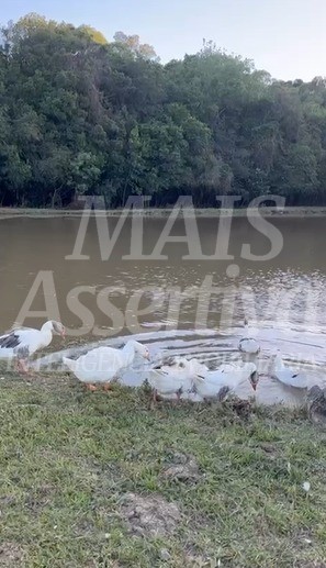 Belíssima Chácara com 2 (ha) para venda em Vila Seca Caxias do Sul