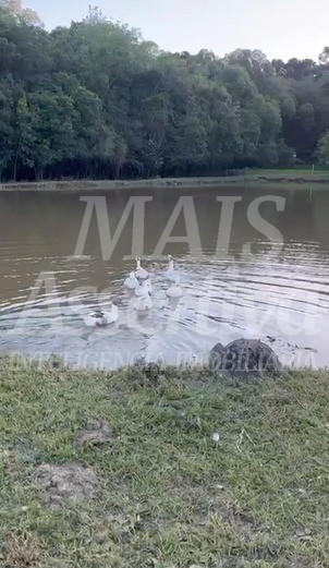 Belíssima Chácara com 2 (ha) para venda em Vila Seca Caxias do Sul