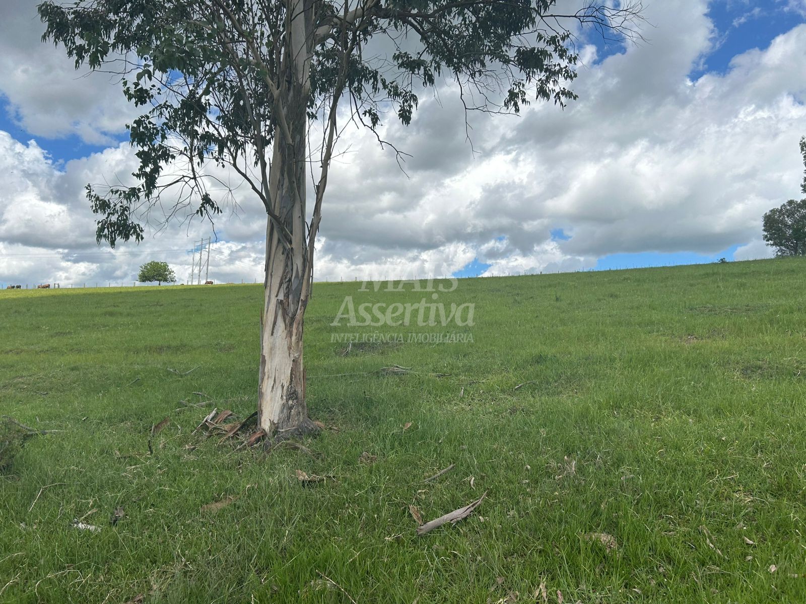 Sítio, 4 hectares - Foto 3