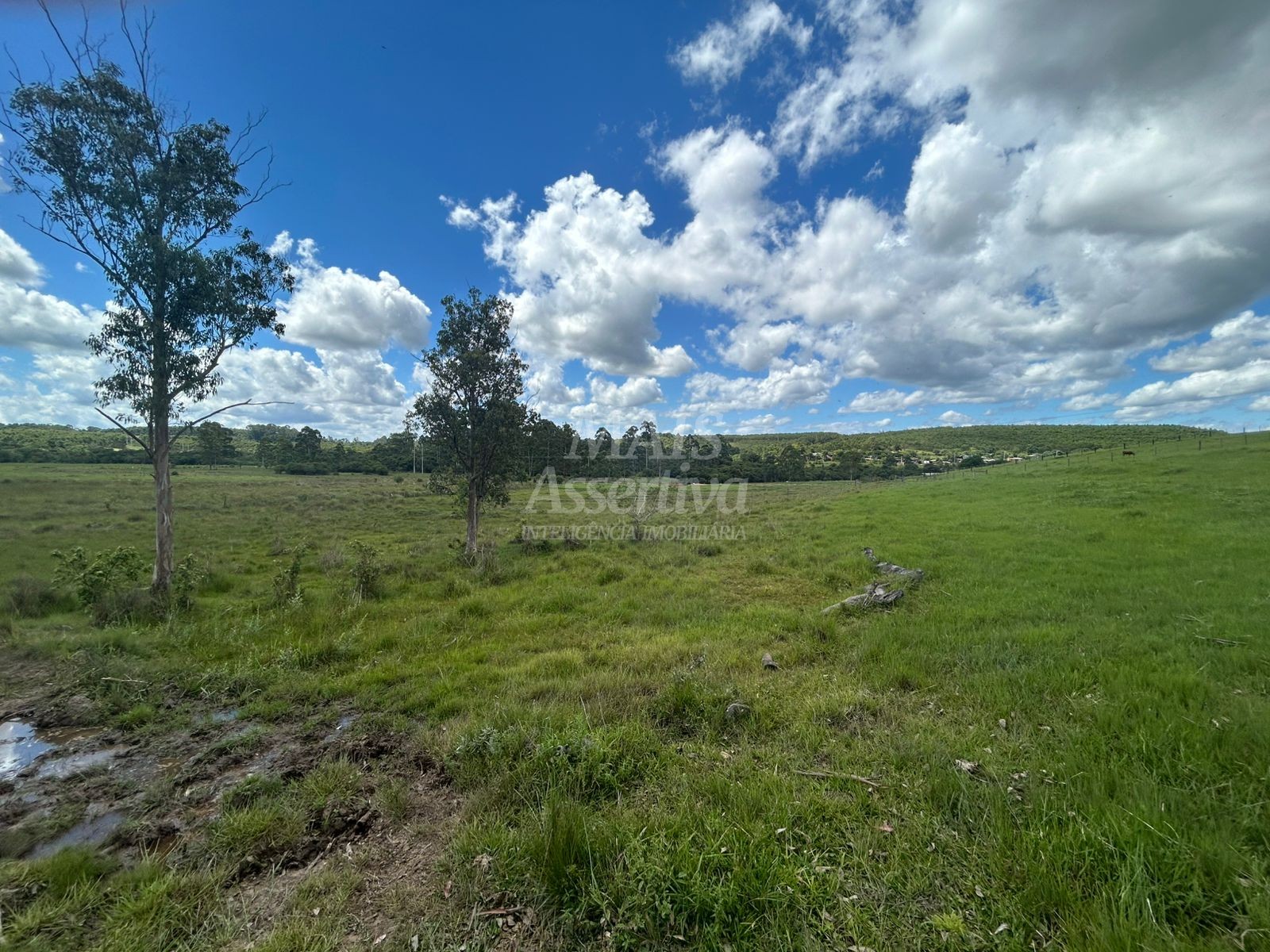 Sítio, 4 hectares - Foto 4