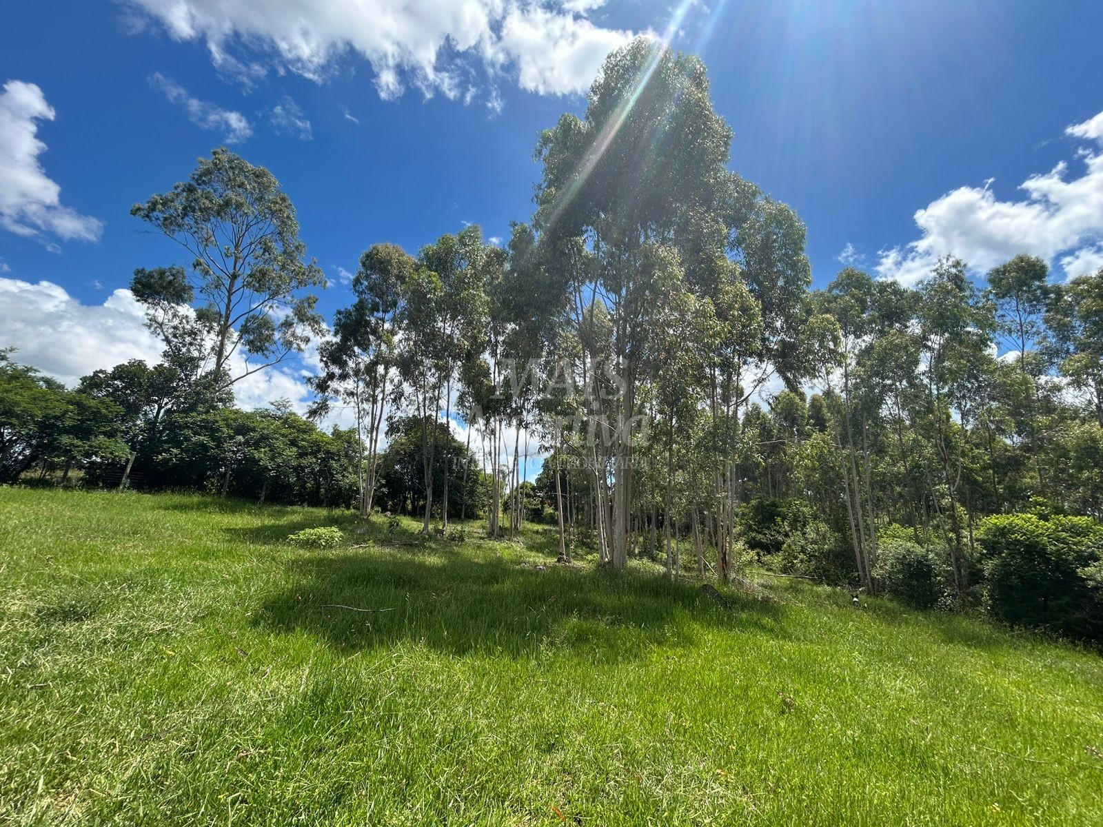 Sítio, 4 hectares - Foto 7