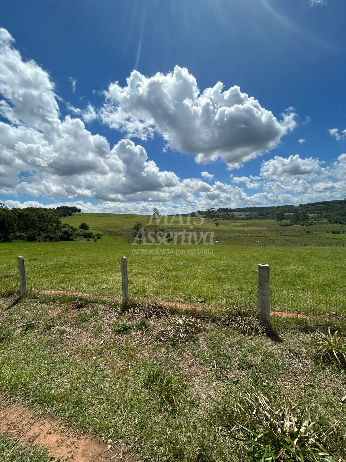 Sítio, 4 hectares - Foto 8