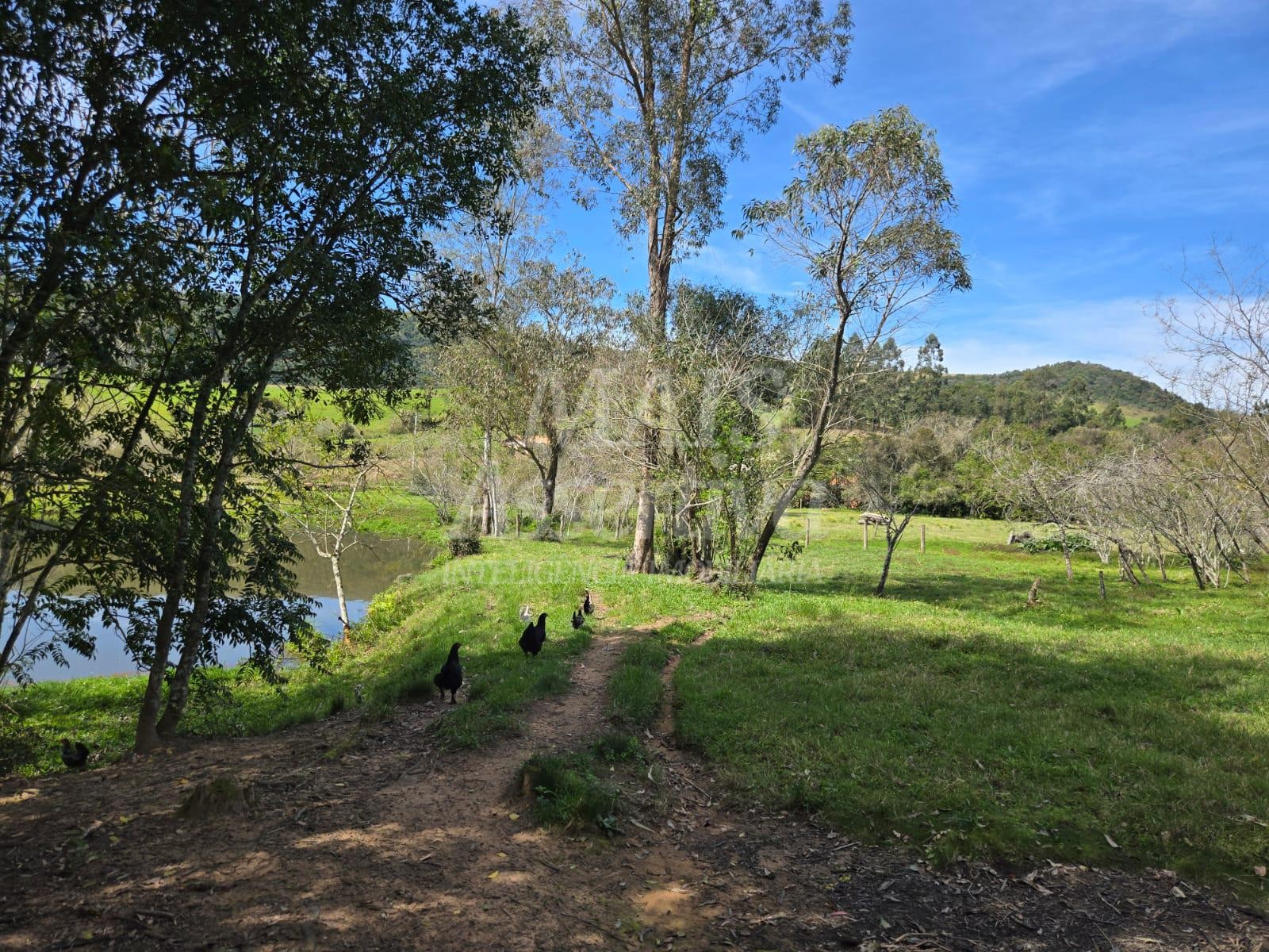 Excelente sítio à venda, localizado em Lomba Grande/Novo Hamburgo