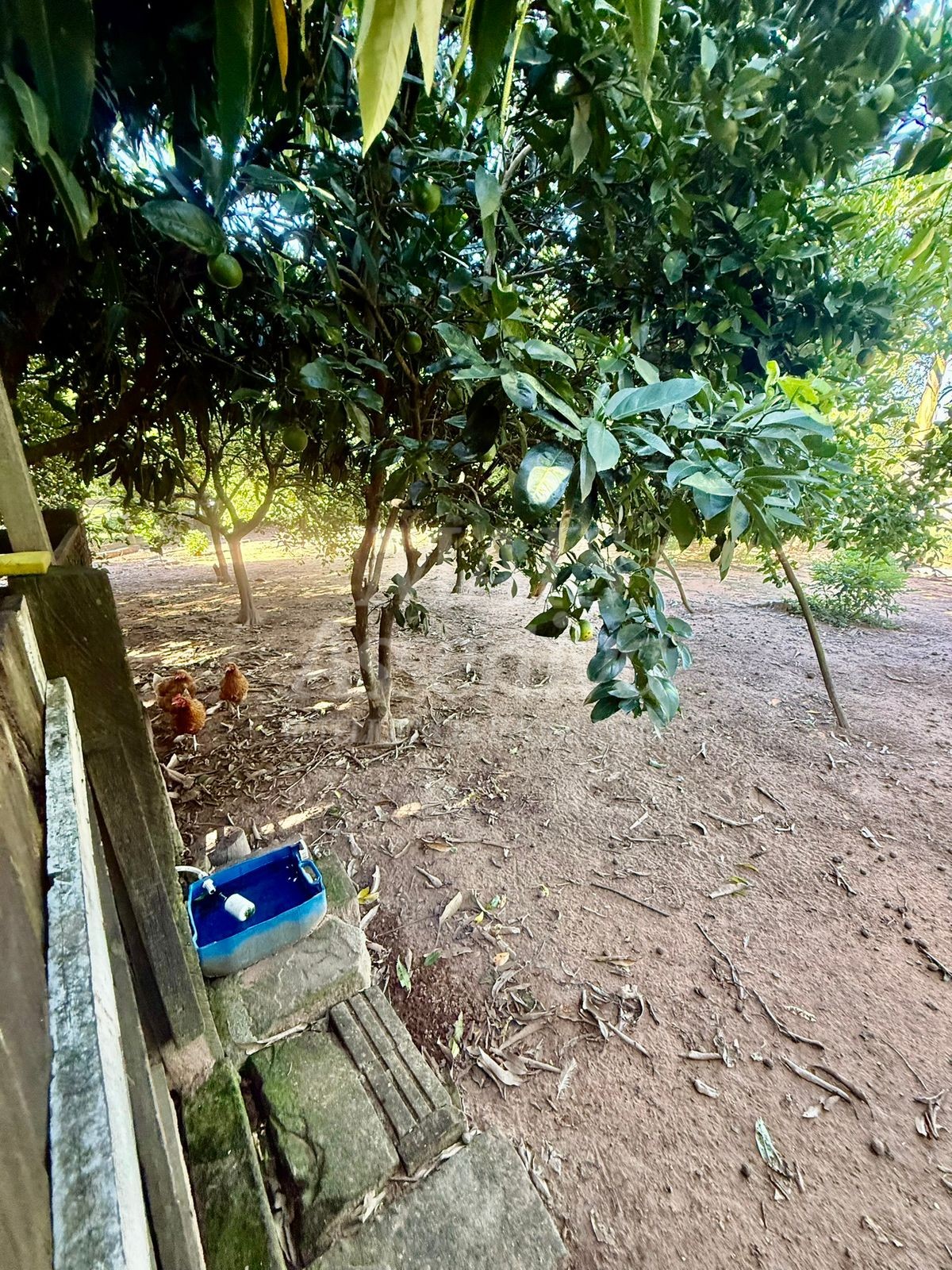 Chácara para Venda-Lomba Grande em Novo Hamburgo