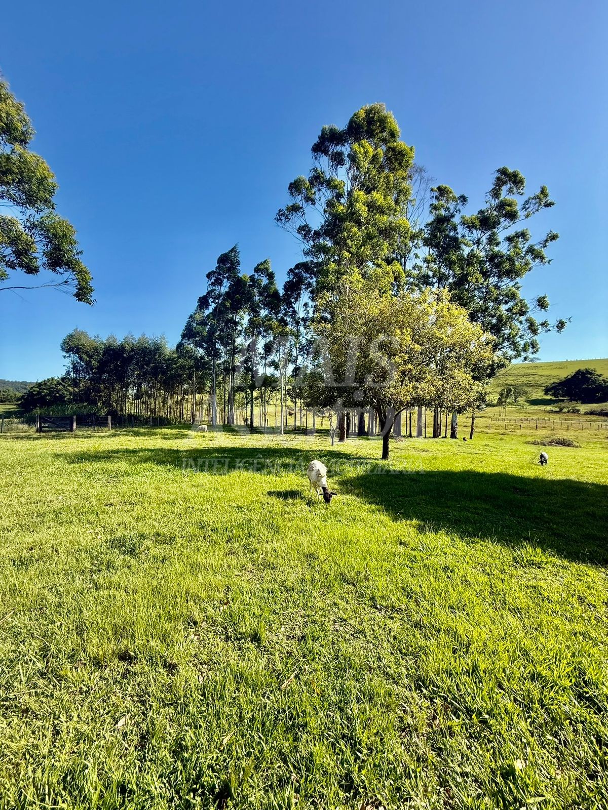 Chácara para Venda-Lomba Grande em Novo Hamburgo