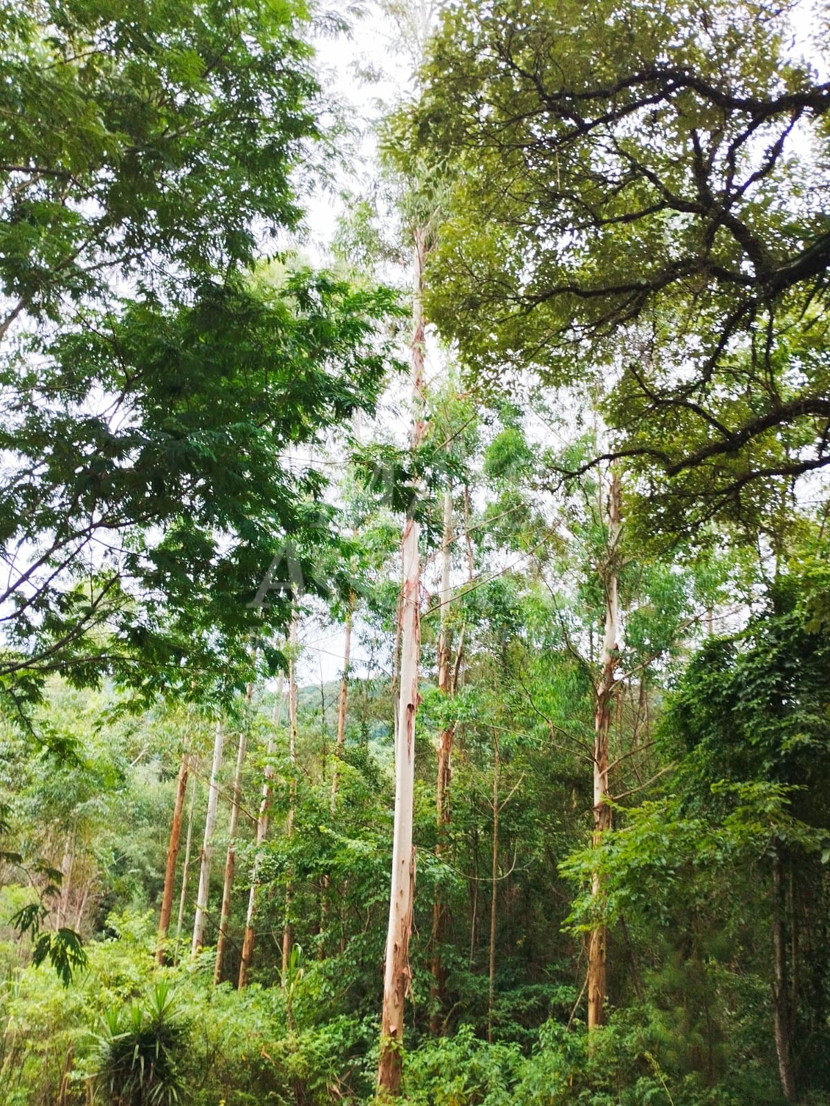 Sítio / Chácara para Venda no bairro Picada Verão em Sapiranga