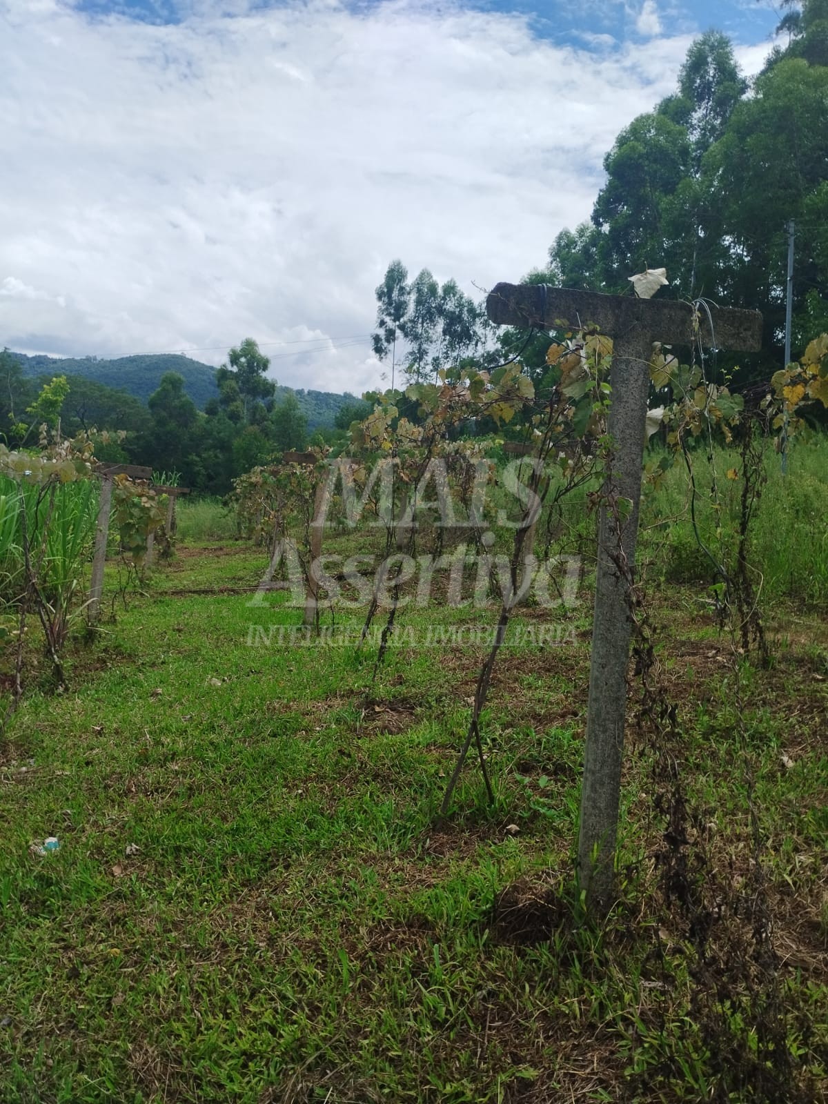 Sítio / Chácara para Venda no bairro Picada Verão em Sapiranga