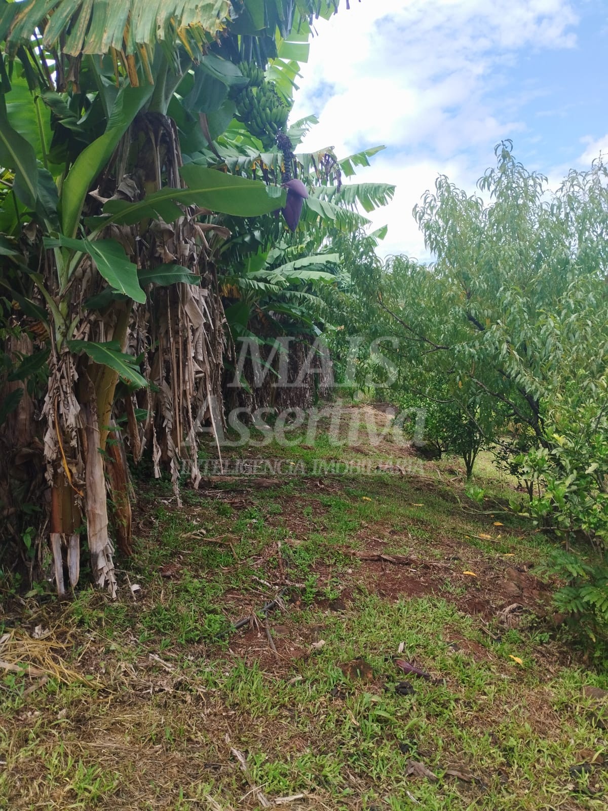 Sítio / Chácara para Venda no bairro Picada Verão em Sapiranga