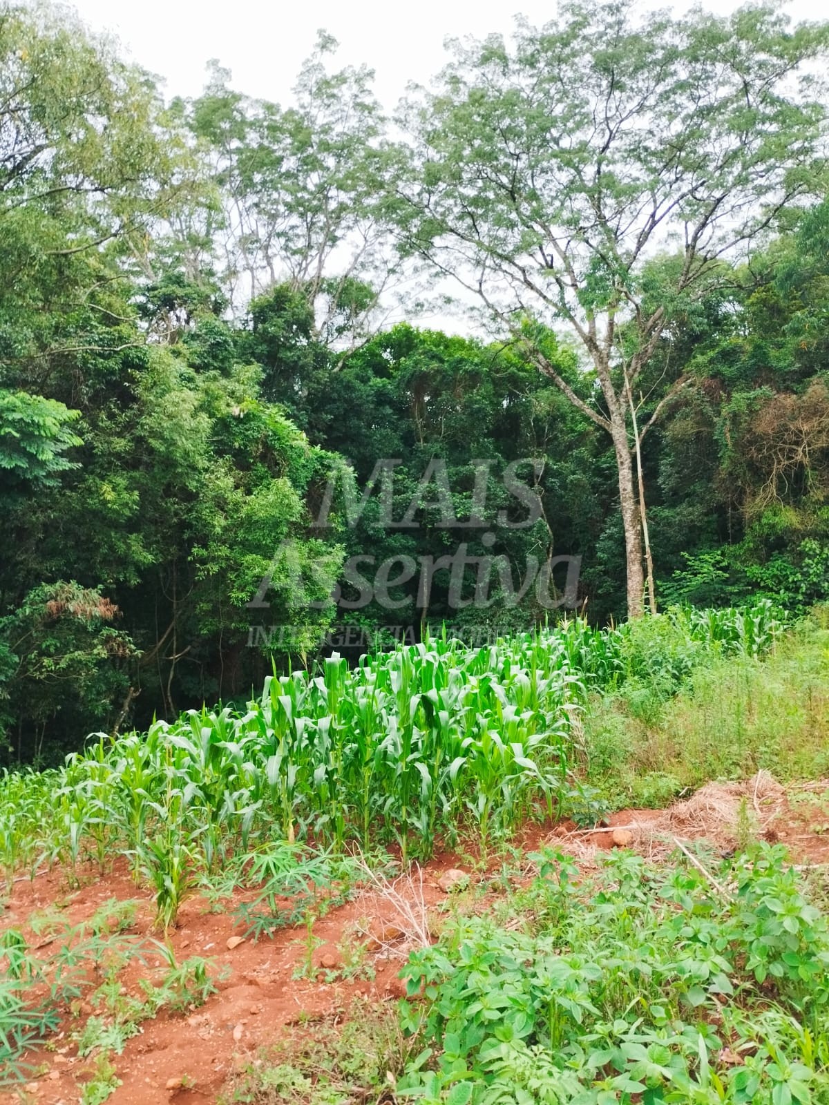 Sítio / Chácara para Venda no bairro Picada Verão em Sapiranga