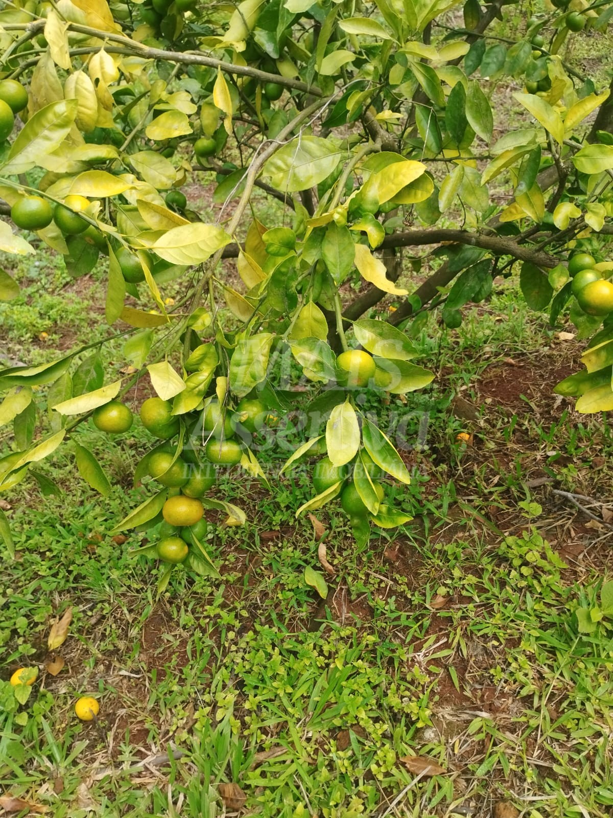 Sítio / Chácara para Venda no bairro Picada Verão em Sapiranga
