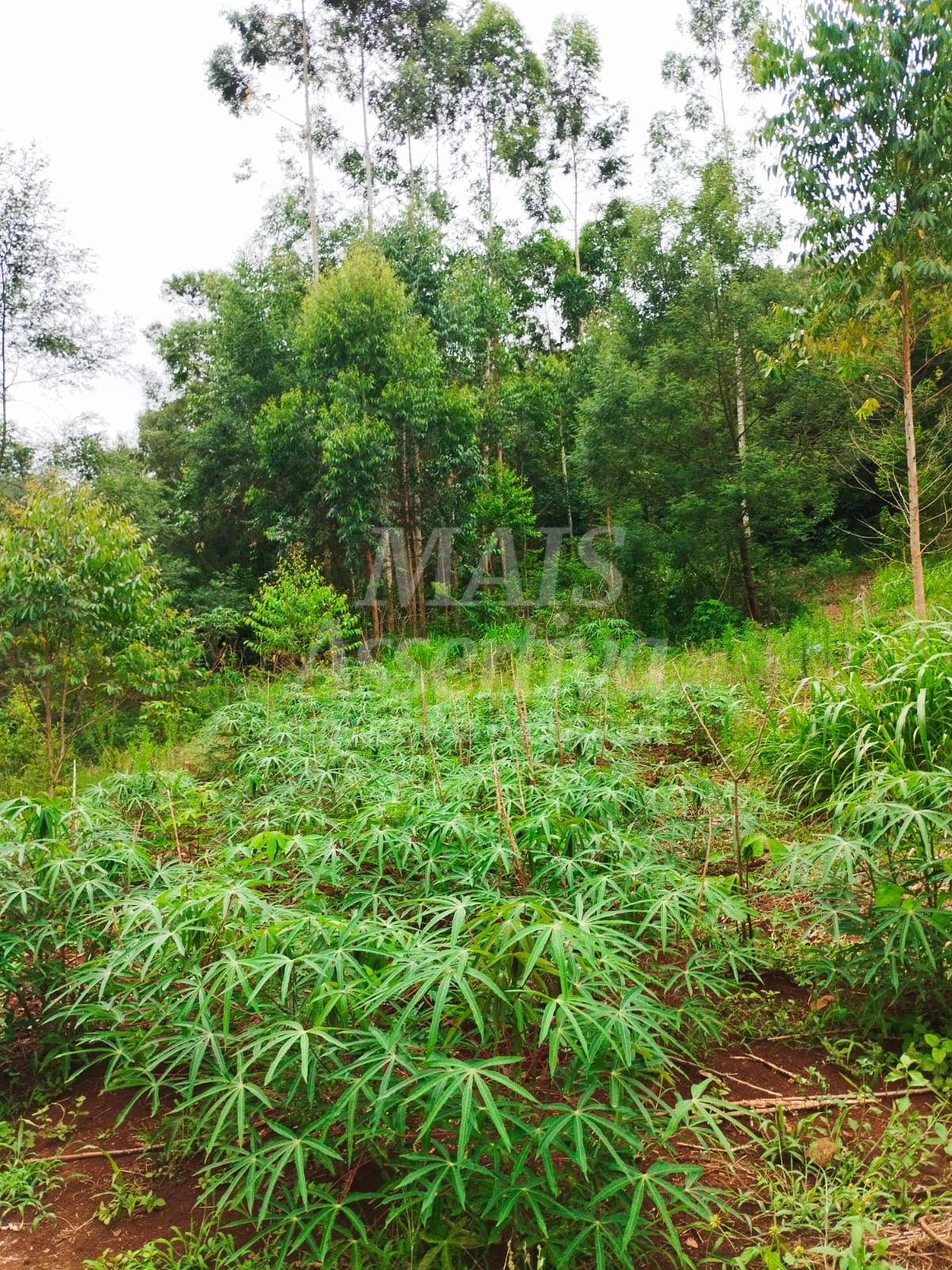 Sítio / Chácara para Venda no bairro Picada Verão em Sapiranga