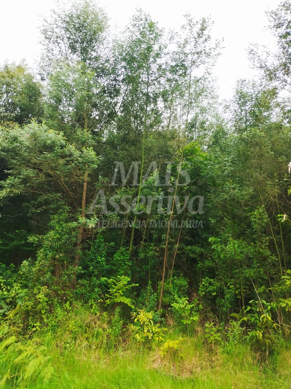 Sítio / Chácara para Venda no bairro Picada Verão em Sapiranga