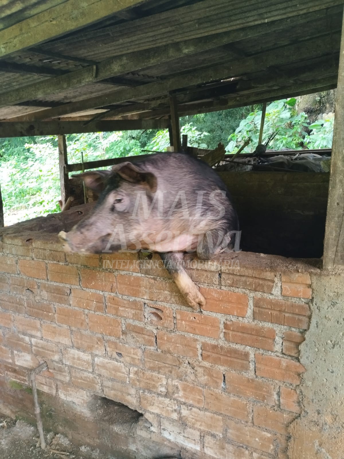 Sítio / Chácara para Venda no bairro Picada Verão em Sapiranga