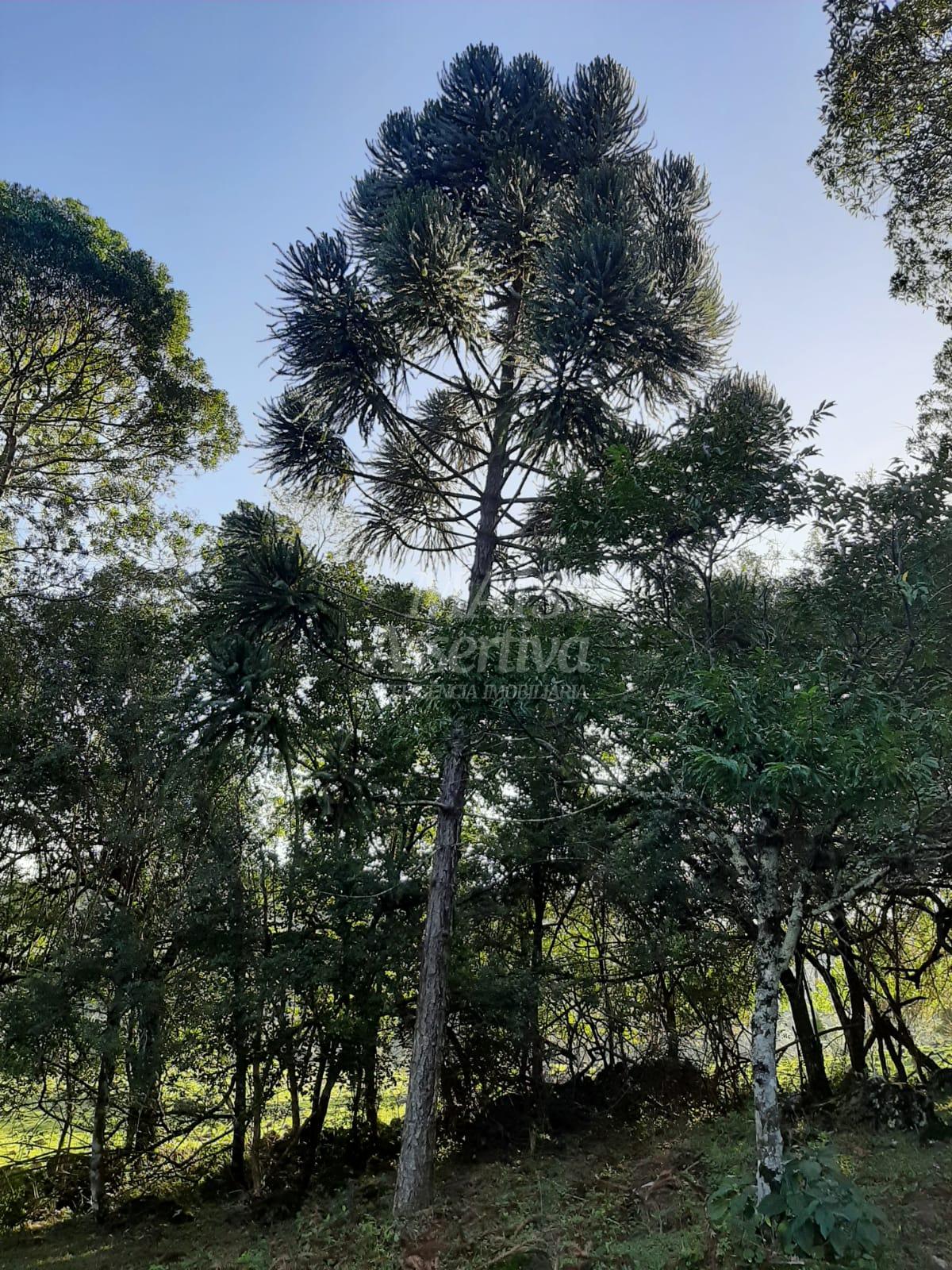 Área de 10 hectares para venda em São Francisco de Paula 