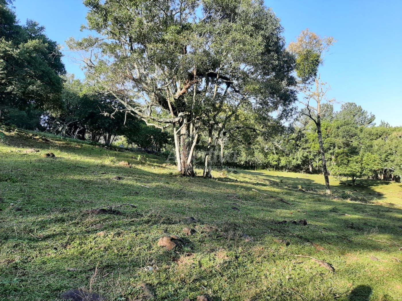 Área de 10 hectares para venda em São Francisco de Paula 
