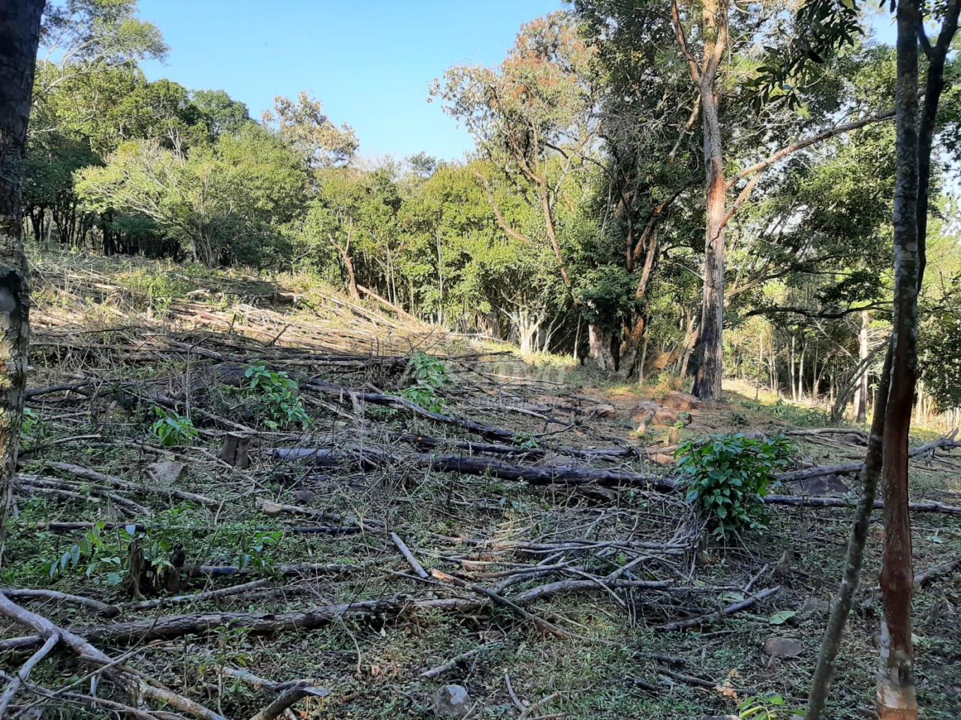 Área de 10 hectares para venda em São Francisco de Paula 