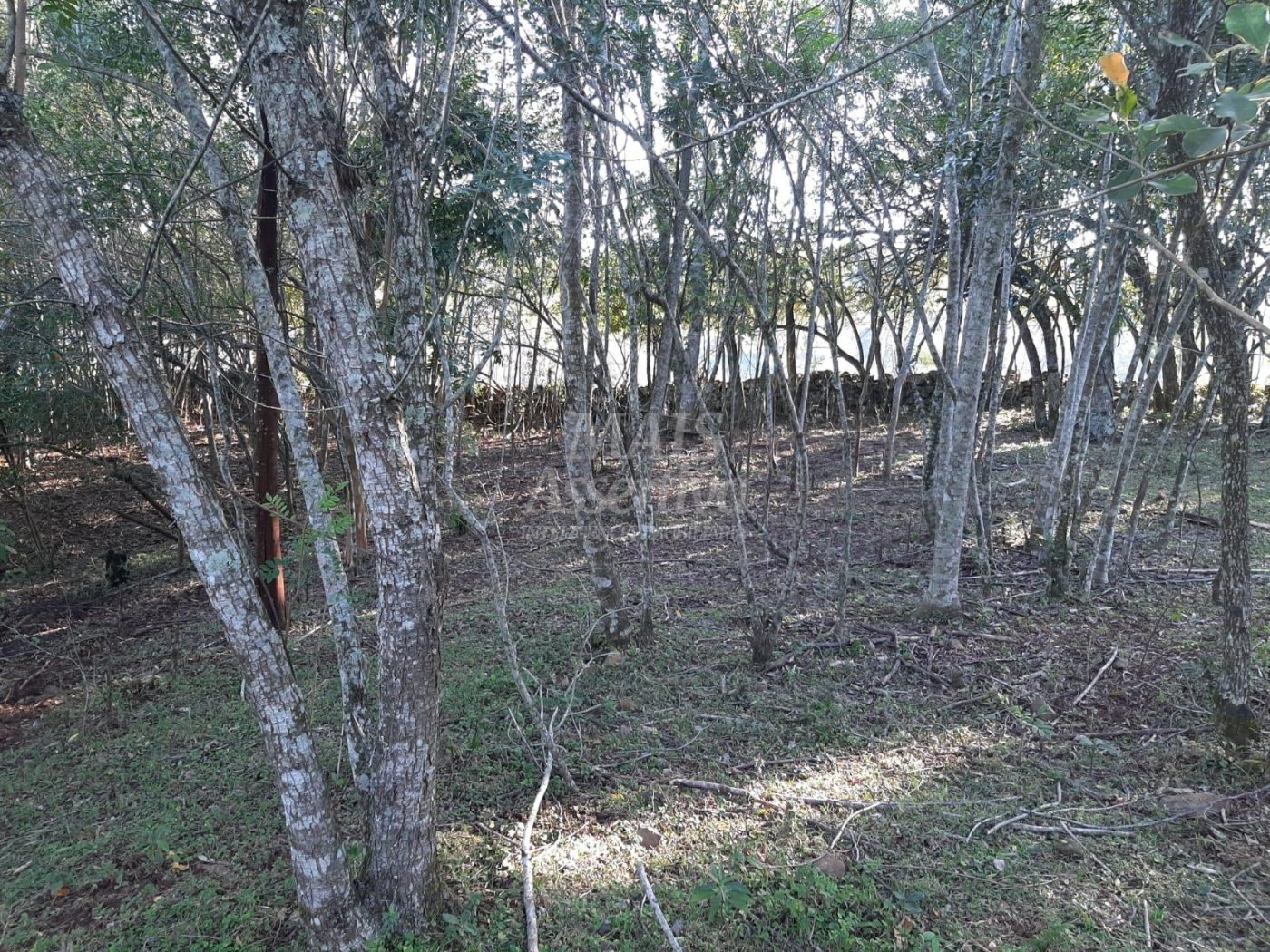 Área de 10 hectares para venda em São Francisco de Paula 