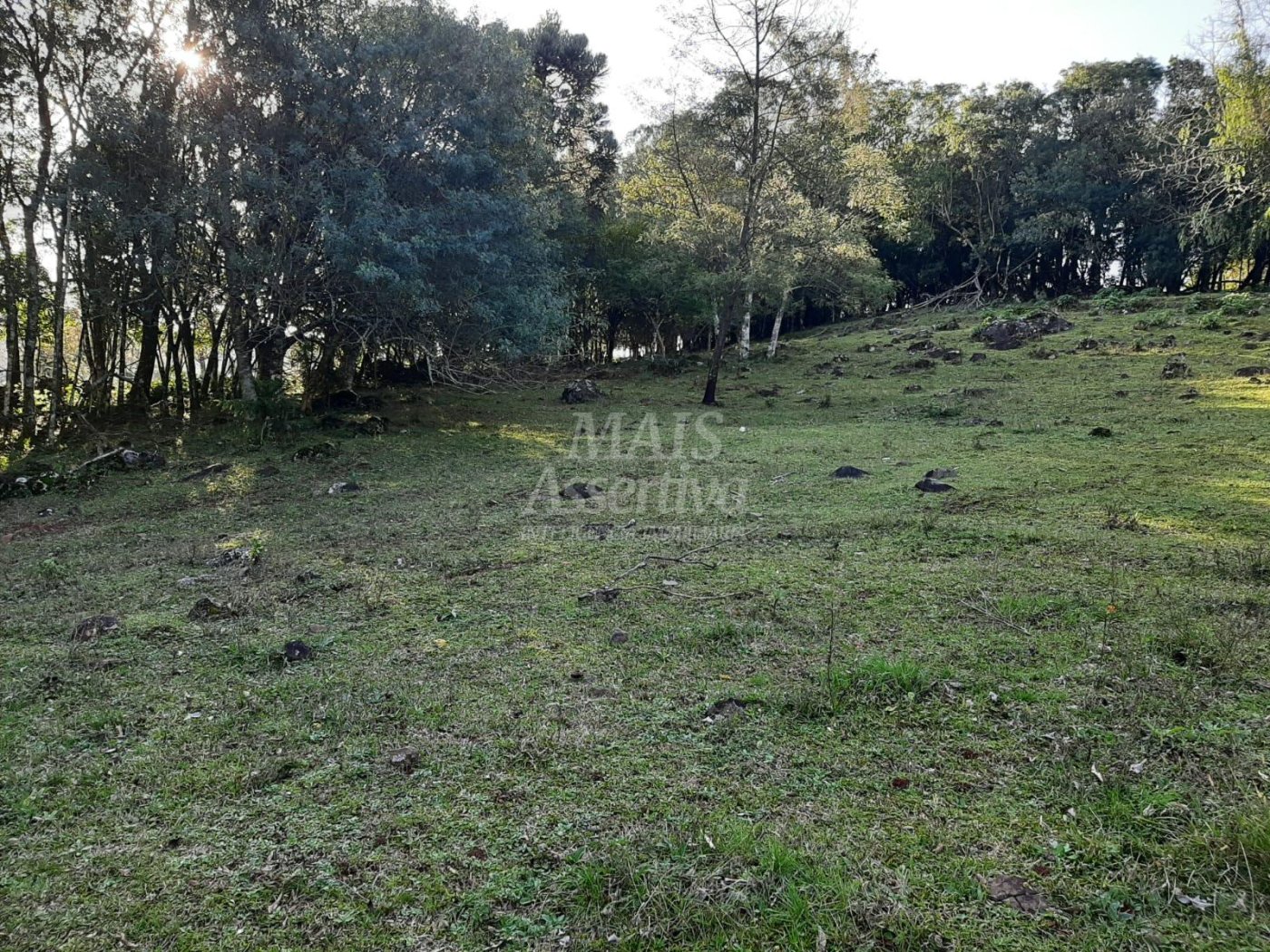 Área de 10 hectares para venda em São Francisco de Paula 