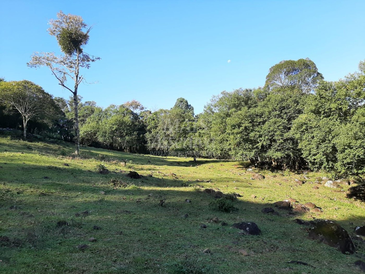 Área de 10 hectares para venda em São Francisco de Paula 