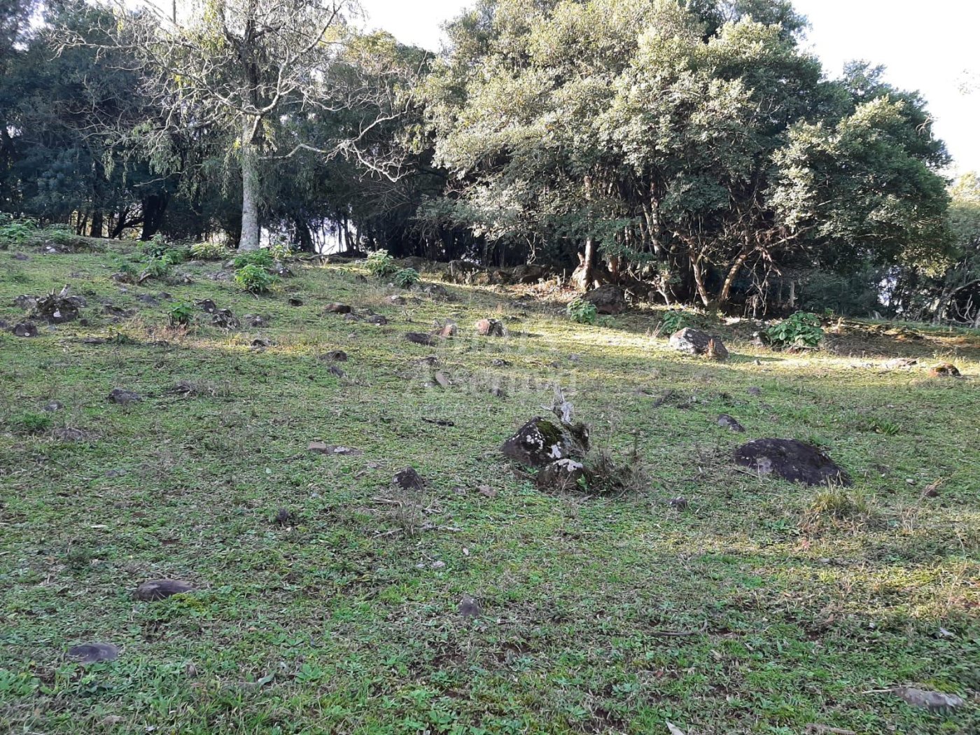 Área de 10 hectares para venda em São Francisco de Paula 