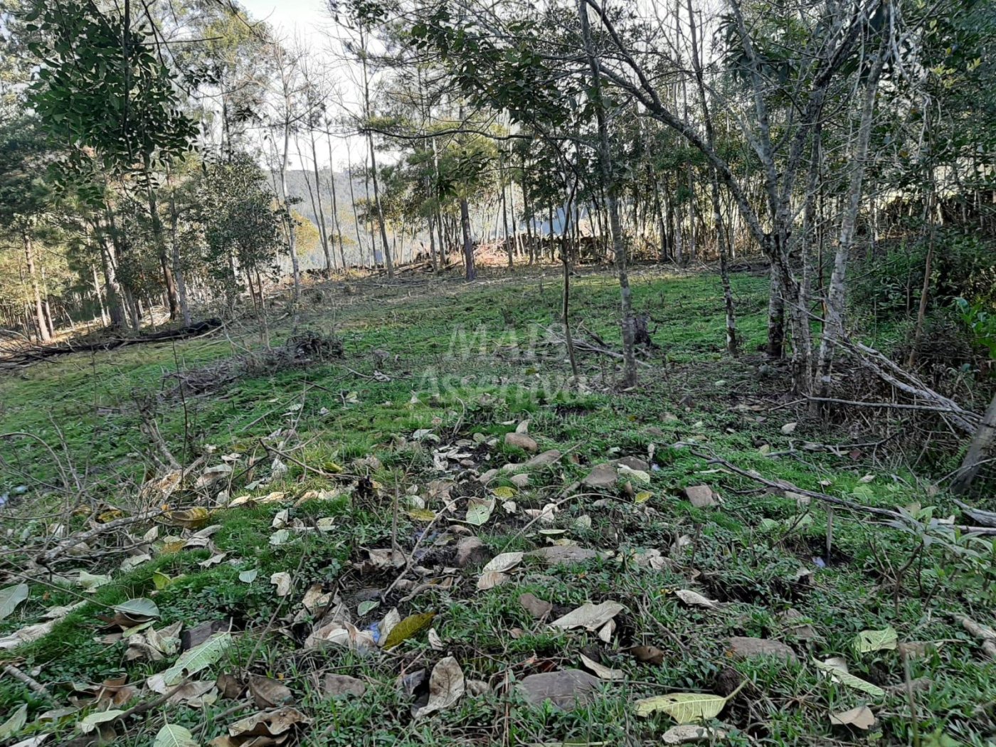 Área de 10 hectares para venda em São Francisco de Paula 